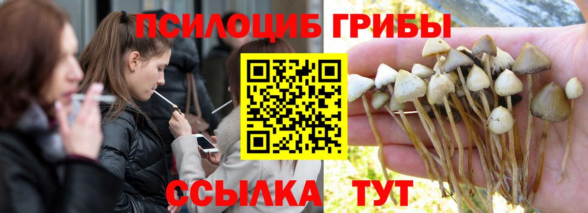 Галлюциногенные грибы Psilocybine cubensis  Вход с VPN  Шебекино  Галлюциногенные грибы мицелий 